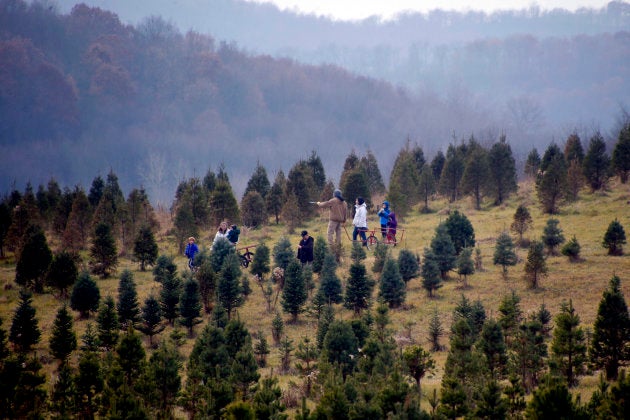 A Christmas tree farm in Harmony, Pa., on Dec. 2, 2017.