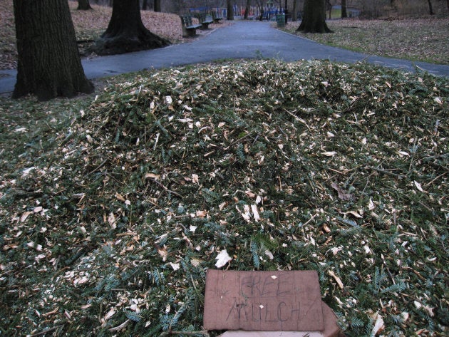 A Christmas tree recycling program in Brooklyn in January 2013