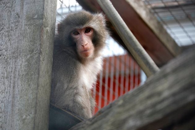 Darwin at the Story Book Farm Primate Sanctuary in Sunderland on November 27, 2014.