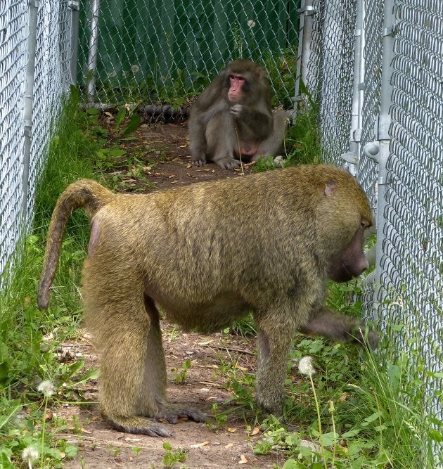 Darwin sits in the corner, with Pierre in the forefront.