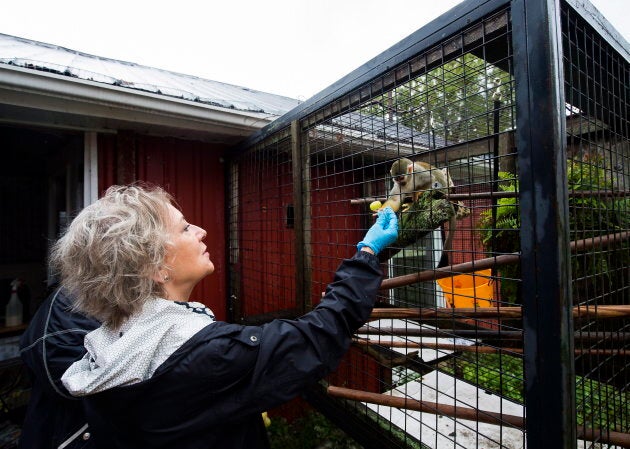 Daina Liepa feeds Rudy, a squirrel monkey, at the Story Book Farm Primate Sanctuary.