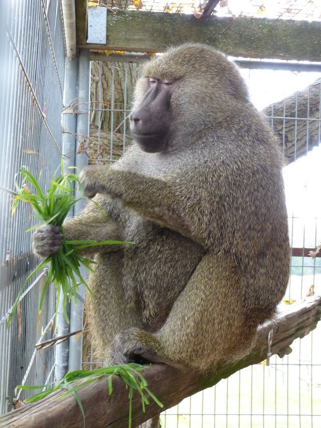 Pierre, an olive baboon, is Darwin's new "surrogate dad."