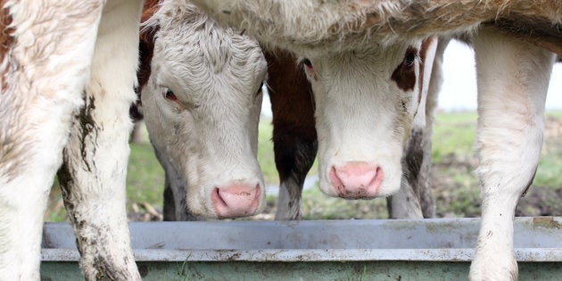 Two cows in a field, eating from a trough.