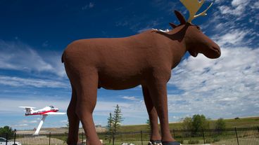 biggest moose