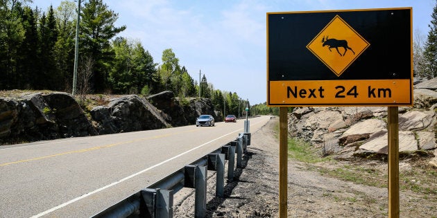 Roadkill On Endless Highway Of American >> Roadkill Laws Vary Across Canadian Provinces And Territories Roadkill On Endless Highway Of American >> Roadkill Laws Vary Across Canadian Provinces And Territories
