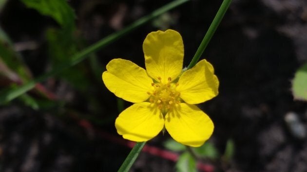 Marsh marigold.