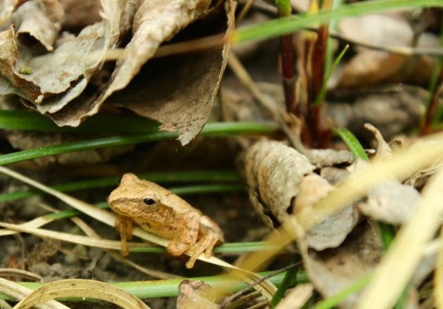 Spring peeper.