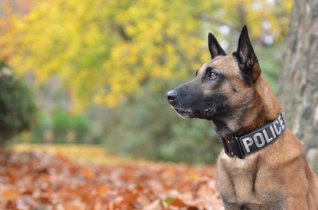Man's Best Friends: True Stories of the ...