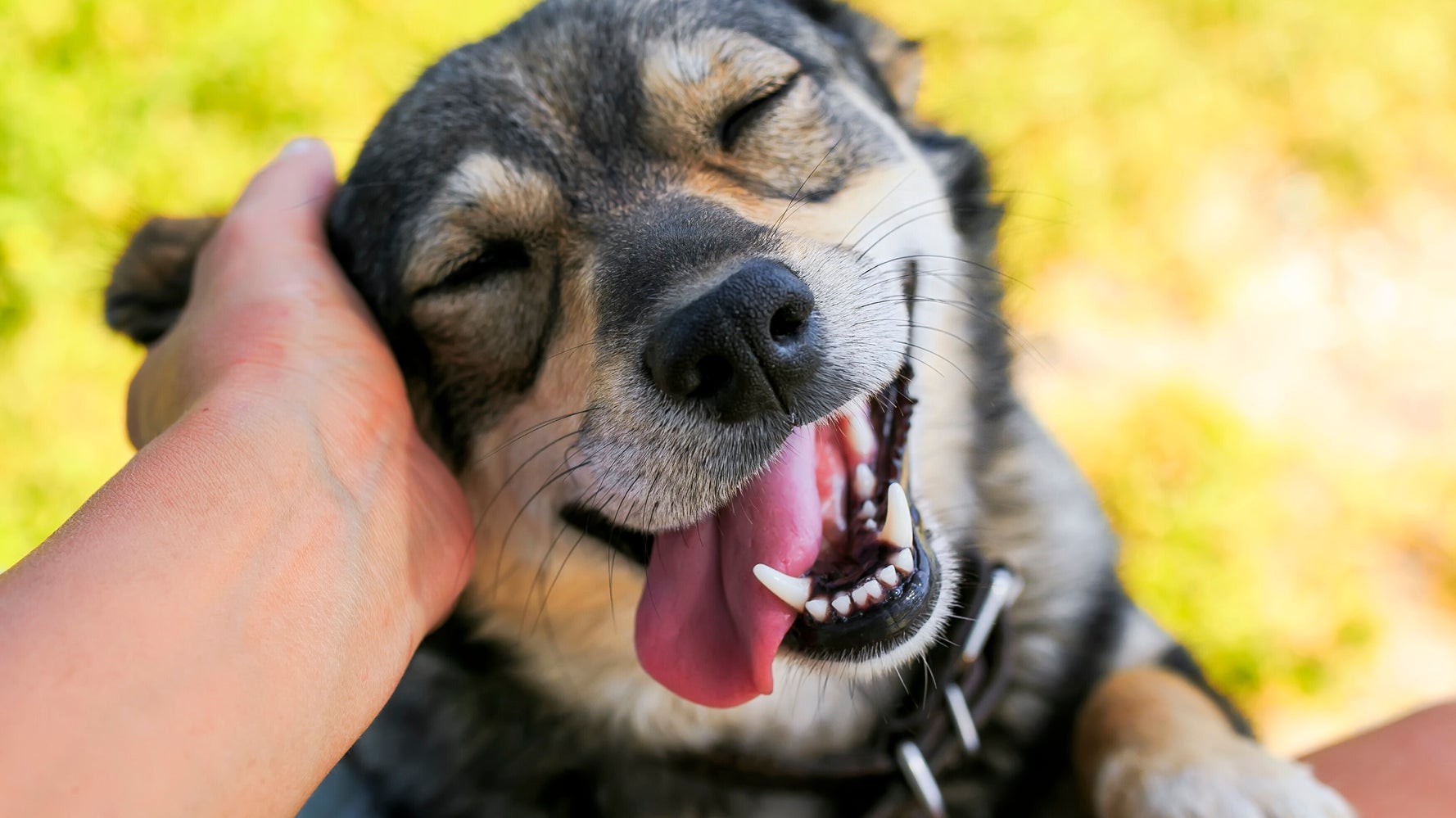5 Signs You’re Totally Obsessed With Your Dog HuffPost Canada Life
