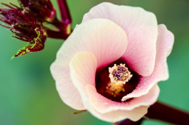 Known as Roselle, or less by its scientific name 'Hibiscus sabdariffa', sorrel is a species of the Hibiscus family.