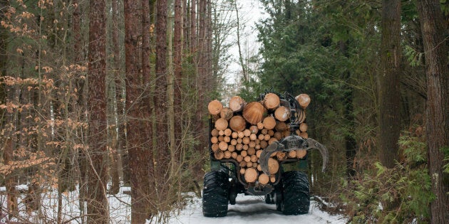 A logging operation in Southern Ontario.