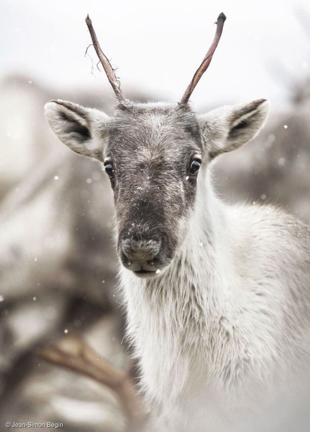 Woodland caribou are designated as "threatened."