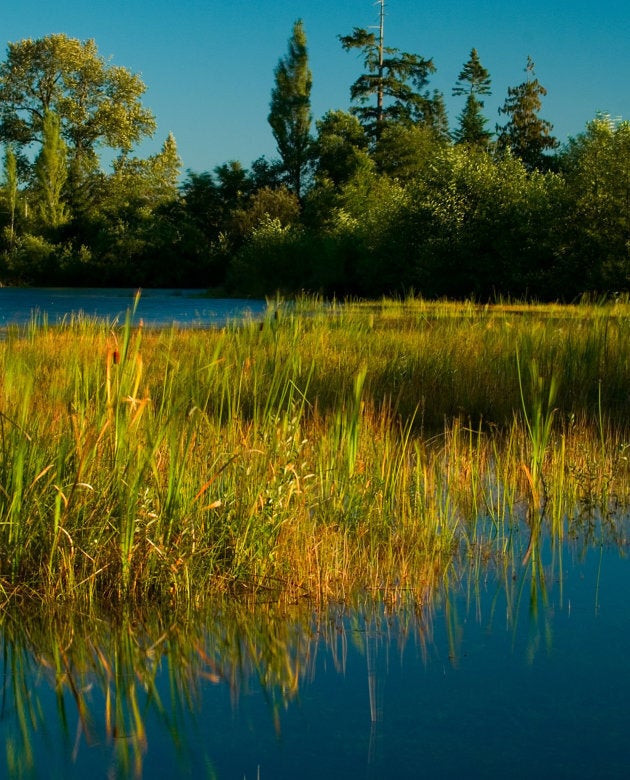 Campbell River Estuary, B.C.