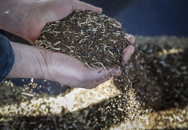 Canola seed from a farm near Cremona, Alta.