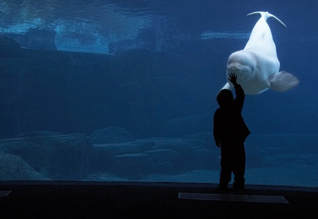 Beluga whale (Delphinapterus leucas)