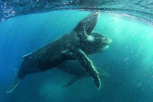 These humpback whales are not having a whale of a time with the effects of climate change on biodiversity.