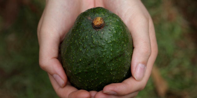 A woman holds a freshly picked avocado at a plantation in Tacambaro, Michoacan state, Mexico, June 7, 2017.