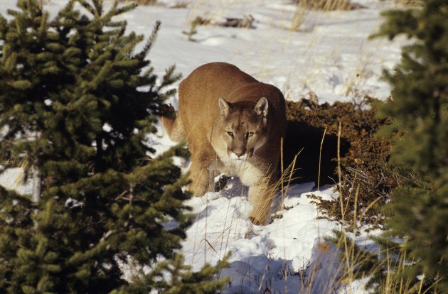 Cougar in the snowy alpine in British, Columbia.