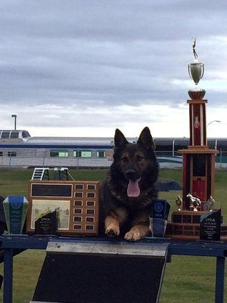 Edmonton Police Service Dogs (November 2015)