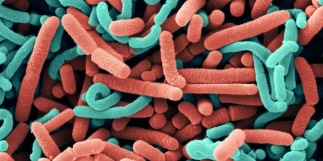 Lactobacillus acidophilus and L. casei cultured from a commercial probiotic food gel sold in health food stores claiming to contain 5 billion live bacterial cells. Lactobacilli produce lactocins as a kind of bacteriocins which the bacteria use against othe