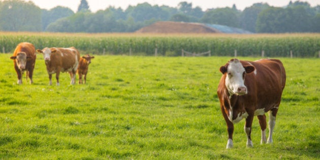 Cow on field