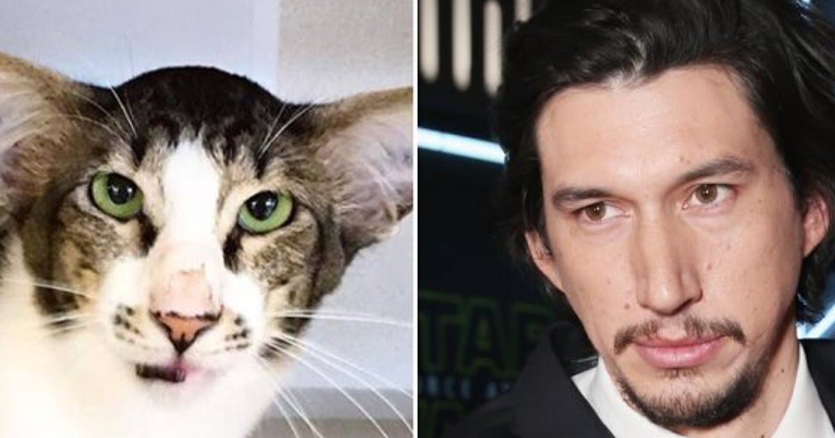 Adam Driver Lookalike Cat Finds New Home Thanks To The Force Of Social