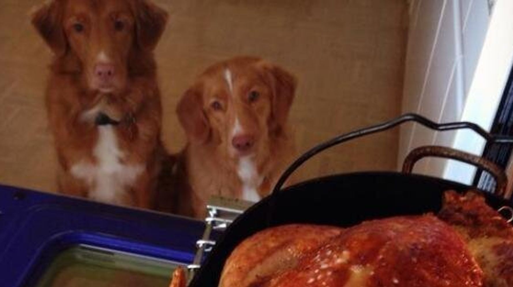 Canadian Thanksgiving Pet Photos Dogs And Cats Join In On Turkey