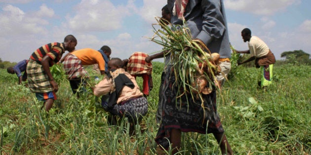 In this Nov. 21, 2011 photo, residents harvest crops at a community-run farm, which receives assistance by the United Nations Food and Agriculture Organization (FAO), near Dolo in Somalia. Somalia is beginning to recover from its famine, with lush patches of green dotting this once-barren land allowing goats and camels to return, but some people who fled famine and now live in a stick-hut camp in this border town are afraid to return home for fear they can't produce enough food, and for fear of violence involving Islamist militants. (AP Photo/Jason Straziuso)