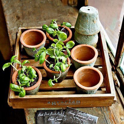 Rustic Seedling Pots In Wood Crate With Seeds