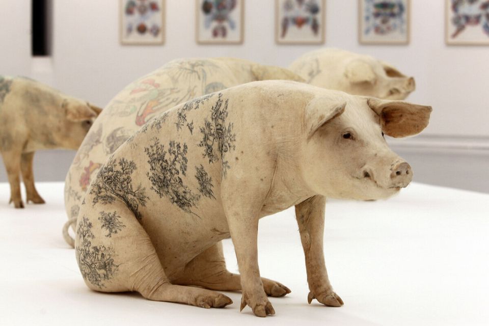 Wim Delvoye vs. Pigs