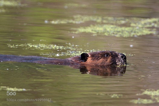 Beaver