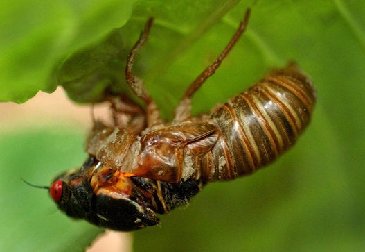 Cicada