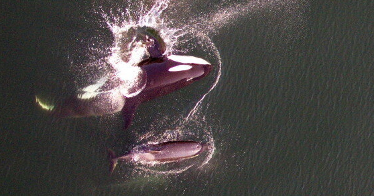 Killer Whale Research Aided By Drones (PHOTOS, VIDEO) HuffPost