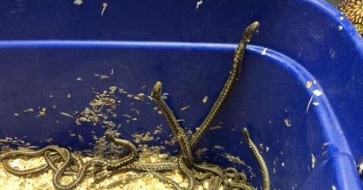 Crapload Of Hibernating Snakes In Delta, B.C. Woken By Construction