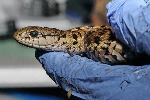 Crapload Of Hibernating Snakes In Delta, B.C. Woken By Construction