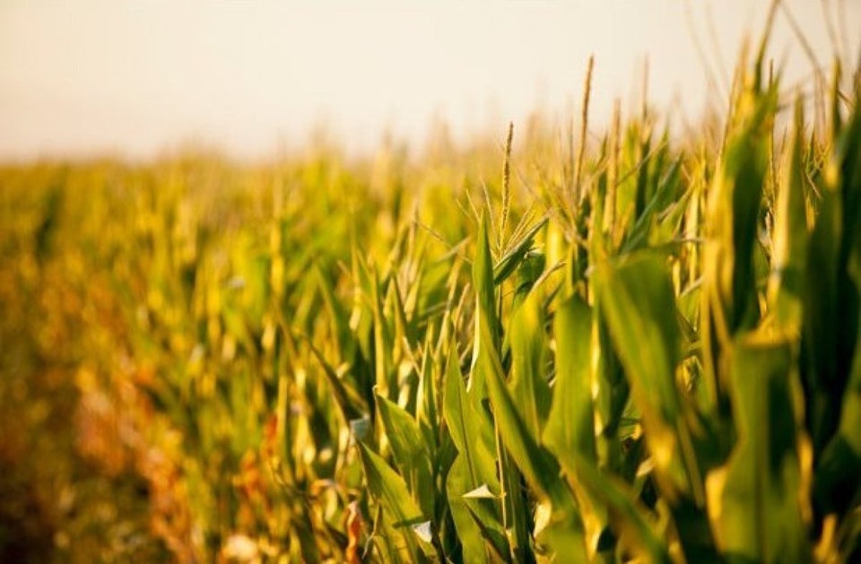 Drought-Tolerant Corn