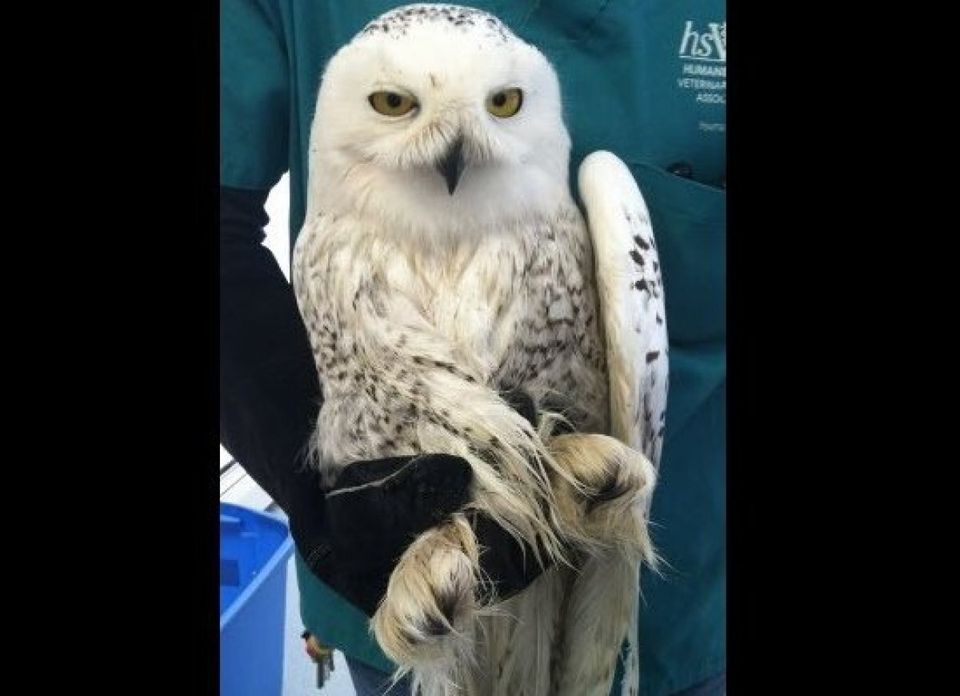 The Snowy Owl patient