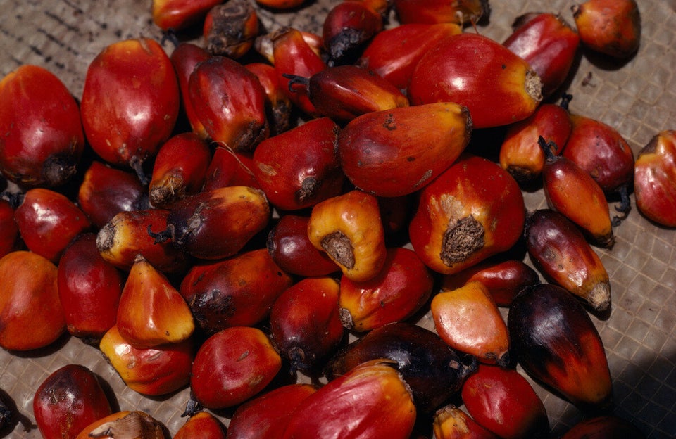 Palm Oil