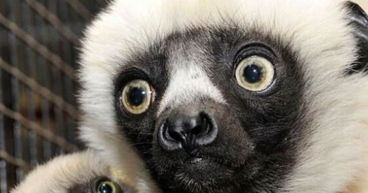 Celebrity TV Lemur Zoboomafoo Dies At 20, Internet Gets Nostalgic