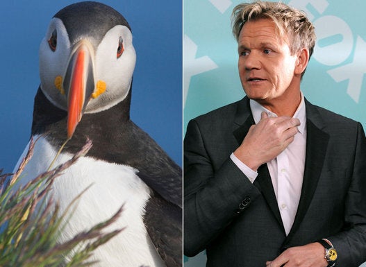 1. Gordon Ramsey's Huffing And Puffin