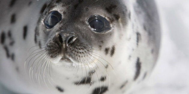 CHARLOTTETOWN, CANADA - MARCH 31: A Harp seal pup lies on an ice floe March 31, 2008 in the Gulf of Saint Lawrence near Charlottetown, Canada. Canada's annual seal hunt is in its fourth day and the government has said this year 275,000 harp seals can be harvested. Many animal protection organizations have condemned the Canadian Department of Fisheries and Oceans following its announcement of the 2008 commercial seal hunt quota . (Photo by Joe Raedle/Getty Images)