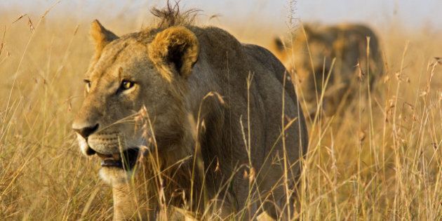 Close up of male lions on the prowl through high grass - Masai Mara, Kenya