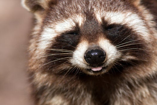 Torontonians create memorial for dead raccoon