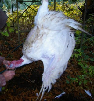 The turkey is put into position.