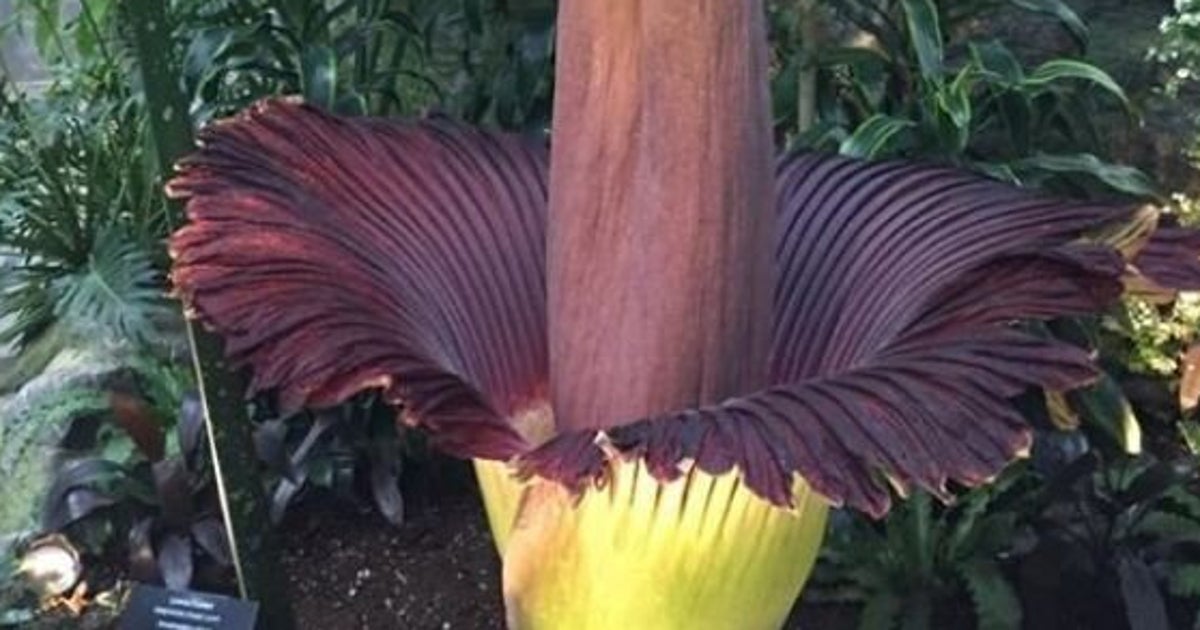 Corpse Flower A Bloom You Have To Smell To Believe (VIDEO) HuffPost