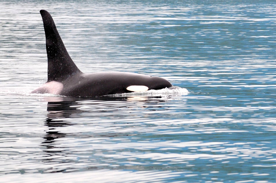 Orcas In The Open Ocean