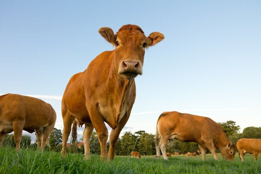 Grass-Fed Beef Is Healthy