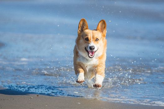 An energetic Pembroke Welsh Corgi dog splashing through water at the beach on a sunny afternoon.