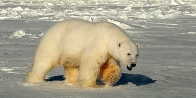 This handout photo provided by the US Geological Survey, taken in 2005, shows a male polar bear approaching biologists in Beaufort Sea, Alaska. A new U.S.-Canada study says a key polar bear population fell nearly in half in the past decade, with scientists seeing a dramatic increase in young cubs dying. Researchers chiefly blame shrinking sea ice from global warming. Scientists from the US Geological Survey and Environment Canada tagged and released polar bears in the southern Beaufort Sea from 2001 to 2010. The bear population shrank to about 900 in 2010, down from about 1600 in 2004. (AP Photo/Steven C. Amstrup, USGS)