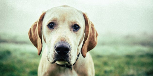 Sad and cute dog close-up.